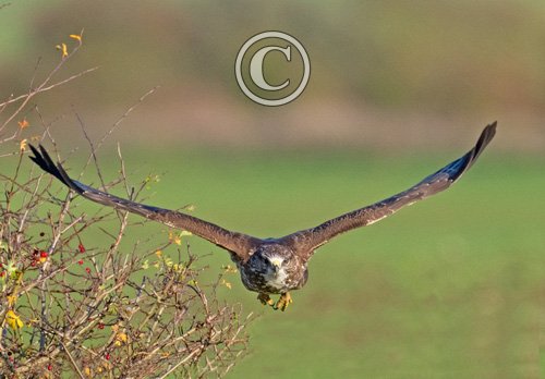  Common  Buzzard in Fllight DM1865